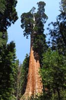 05-General_Grant_sequoia