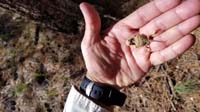 14-Daddy_holds_a_young_horned_lizard-Kenny_is_very_afraid_to_touch_it