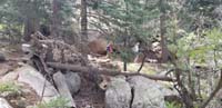 21-Kenny_walking_the_dogs_through_the_forest_trail-we_are_quite_impressed_with_the_terrain