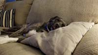 33-Rainier_is_so_cute_sleeping_on_a_pillow_with_his_tougue_sticking_out