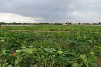 19-pumpkin_patch_with_glooming_sky-gives_feel_of_Fall