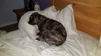 46-Sometimes_calling_Rainier_spoiled_seems_insufficient-warms_up_Daddy's_pillow