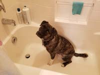 06-bath_time_for_Rainier-he_simply_went_into_tub_upon_command-he_must_like_it