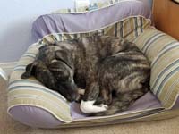 09-sleeping_Rainer_on_Kenny's_old_chair-he_looks_so_cute