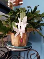 11-Mommy_is_very_proud_christmas_cactuc_bloomed_and_hasn't_died