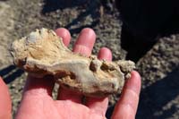 03-looks_like_a_fossil_of_some_sort
