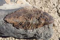 21-interesting_fossilized_formation-looks_like_quartz_material