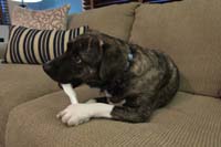 17-Rainier_likes_the_bone_the_best