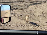 22-coyote_begging_for_food_along_roadside_during_Daddy's_Death_Valley_tour