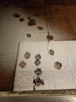 002-snow_level_reached_our_house's_elevation-Rainier_footprints_in_backyard_light_snow
