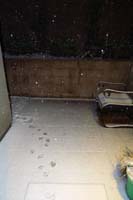 016-Rainier_dog_prints_in_backyard_snow