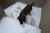049-Rainier_is_not_sure_what_to_think_of_all_this_snow_on_our_rooftop_deck