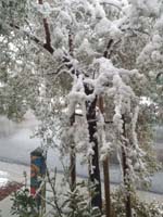 054-front_yard_tree_is_weighed_down_by_the_wet_snow