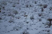 070-coyote_doesn't_blend_in_so_well_with_white_background