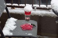 076-cleaned_snow_from_hummingbird_feeder-hummingbirds_really_need_food_right_now