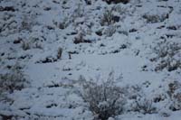078-jackrabbits_are_easy_to_spot_too,they_don't_blend_in_with_a_white_background