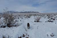 093-Rainier_taking_a_walk_in_the_snow