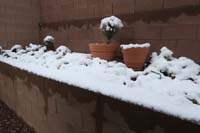 098-1005am-backyard_cacti_and_succulents
