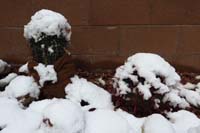 099-snow_capped_saguaro_and_barrel_cactus