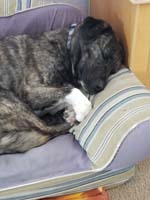 22-Rainier_looks_so_cute_while_sleeping-he_softly_barked,twitches-has_vivid_dreams-hopefully_good_one