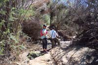 26-smaller_stream_crossing_as_we_headed_back_a_different_trail