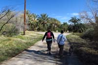 38-going_for_a_walk_through_the_date_palm_farm-date_palm