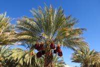 40-date_palm_Kenny_used_for_school_art_project