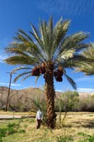 51-Kenny_and_his_inspirational_date_palm