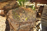 58-nurse_log-date_palm_log_with_new_growth-amazing_how_life_finds_a_way