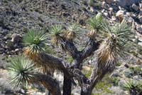 05-top_of_Joshua_Tree_with_bloom_forming