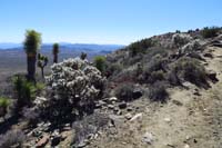 07-silver_chollas_and_joshua_trees_along_trail