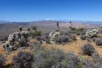 16-scenic_view_from_trail_with_silver_chollas_looking_to_San_Gorgonio_Mountain