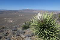17-scenic_view_with_forming_joshua_tree_bloom