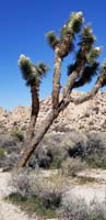 09-blooming_joshua_tree