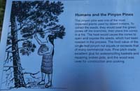 11-Interpretive_Sign-Humans_and_the_Pinyon_Pines