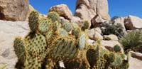 15-pancake_pricklypear_cactus
