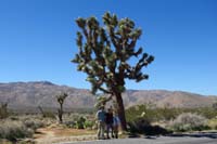 10-family_at_a_big_joshua_tree_by_the_road