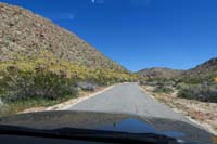 01-approaching_Fortynine_Palms_Oasis-wildflowers