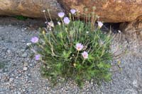 04-Mojave_aster