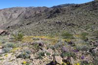 06-pretty_wildflowers_along_the_trail