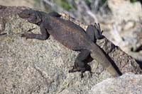 07-chuckwalla_sunning_on_a_rock