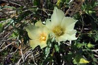 08-blazingstar-whitebract_blazingstar-mentzelia_involucrata