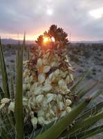 03-mohave_yucca_bloom_and_rising_sun-behind_our_house
