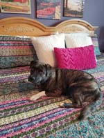 89-Rainier_celebrating_2yr_ann_with_us,relaxing_on_comfy_bed_knowing_he_couldn't_be_more_loved