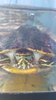 01-Rocky_goes_away-gifted_to_another_family-Daddy_is_happy_he_doesn't_have_to_clean_the_tank_anymore