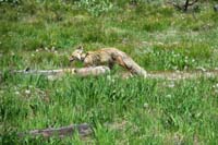 02-fox_spotted_near_Colter_Bay_Visitor_Center