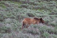 26-after_boat_ride,spotted_a_grizzly_bear_walking_through_sagebrush