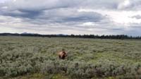 29-we_followed_grizzly_bear_while_driving_along_road