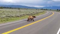31-grizzly_bear_crossing_the_road_in_front_of_us