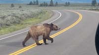 32-grizzly_bear_crossing_the_road_in_front_of_us-Kenny's_picture